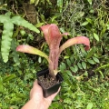 Billbergia 'Tequila Sunset'