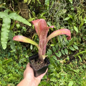 Billbergia 'Tequila Sunset'