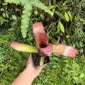 Billbergia 'Tequila Sunset'