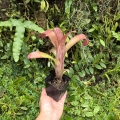 Billbergia 'Tequila Sunset'