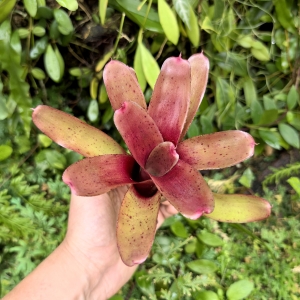 Neoregelia 'Small Talk' - wiwarium