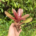 Neoregelia 'Small Talk' - wiwarium