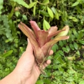Neoregelia 'Small Talk' - wiwarium