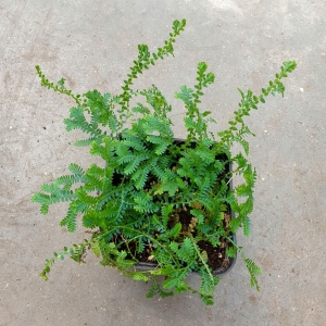 Selaginella uncinata - terrarium, wiwarium