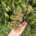 Begonia bowerae Tiger3a.jpg