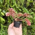Begonia bowerae Tiger3b.jpg