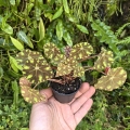 Begonia bowerae Tiger3c.jpg