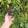 Ficus punctata 'Panama' - wiwarium