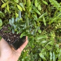 Ficus punctata 'Panama' - wiwarium