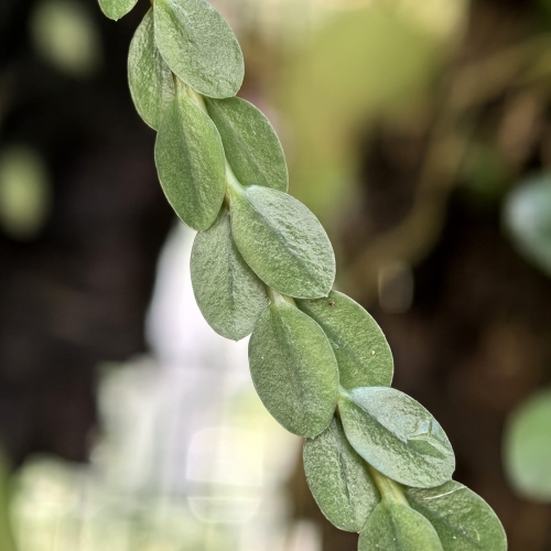 Huperzia nummulariifolia (Phlegmariurus nummulariifolius) - wiwarium, paludarium