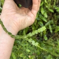 Huperzia nummulariifolia (Phlegmariurus nummulariifolius) - wiwarium, paludarium