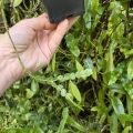 Huperzia nummulariifolia (Phlegmariurus nummulariifolius) - wiwarium, paludarium