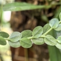 Huperzia nummulariifolia (Phlegmariurus nummulariifolius) - wiwarium, paludarium