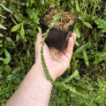 Huperzia nummulariifolia (Phlegmariurus nummulariifolius) - wiwarium, paludarium