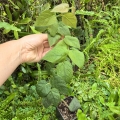 DUŻY OKAZ! Ficus villosa - terrarium tropikalne, wiwarium