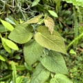 DUŻY OKAZ! Ficus villosa - terrarium tropikalne, wiwarium