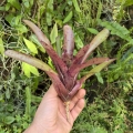 Neoregelia 'Fireball' x 'Blueberry Tart' - wiwarium, terrarium