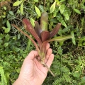 Neoregelia 'Kilihune' - wiwarium, terrarium