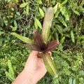 Neoregelia 'Kilihune' - wiwarium, terrarium