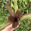 Neoregelia 'Kilihune' - wiwarium, terrarium