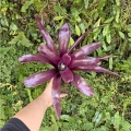 OKAZ KOLEKCJONERSKI Neoregelia 'Midas' - wiwarium, terrarium
