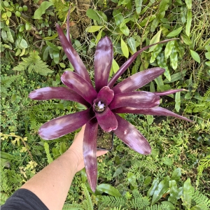 OKAZ KOLEKCJONERSKI Neoregelia 'Midas' - wiwarium, terrarium