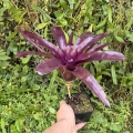 OKAZ KOLEKCJONERSKI Neoregelia 'Midas' - wiwarium, terrarium