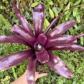 OKAZ KOLEKCJONERSKI Neoregelia 'Midas' - wiwarium, terrarium