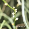 RZADKOŚĆ! STORCZYK Microcoelia exilis - terrarium, wiwarium