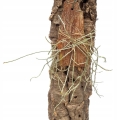 RZADKOŚĆ! STORCZYK Microcoelia exilis - terrarium, wiwarium