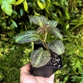 NOWOŚĆ RZADKOŚĆ Sonerila cantonensis Stapf. sp. Vietnam - terrarium, wiwarium
