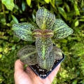 NOWOŚĆ RZADKOŚĆ Sonerila cantonensis Stapf. sp. Vietnam - terrarium, wiwarium