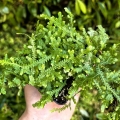 RZADKOŚĆ Selaginella serpens - terrarium, wiwarium
