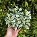 Fittonia 'White Forest Flame' -  terrarium, las w szkle