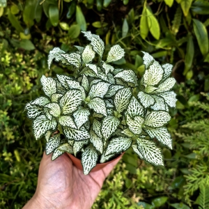 Fittonia 'White Forest Flame' -  terrarium, las w szkle