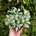 Fittonia 'White Forest Flame' -  terrarium, las w szkle