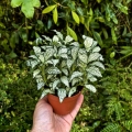 Fittonia 'White Forest Flame' -  terrarium, las w szkle