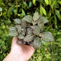 Fittonia 'Pink Speckle' -  terrarium, las w szkle