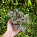 Fittonia 'Pink Speckle' -  terrarium, las w szkle