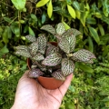 Fittonia 'Pink Speckle' -  terrarium, las w szkle