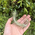 RZADKOŚĆ Tillandsia funckiana - terrarium, dekoracja wnętrz
