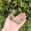 RZADKOŚĆ Tillandsia funckiana - terrarium, dekoracja wnętrz