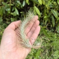 RZADKOŚĆ Tillandsia funckiana - terrarium, dekoracja wnętrz
