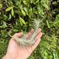 RZADKOŚĆ Tillandsia funckiana kępa - terrarium, dekoracja wnętrz