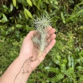 RZADKOŚĆ Tillandsia funckiana kępa - terrarium, dekoracja wnętrz