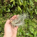 RZADKOŚĆ Tillandsia funckiana kępa - terrarium, dekoracja wnętrz