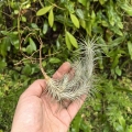 RZADKOŚĆ Tillandsia funckiana kępa - terrarium, dekoracja wnętrz
