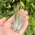Tillandsia ionantha var. ionantha rozm. L - terrarium, dekoracja wnętrz
