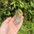 Tillandsia ionantha var. ionantha rozm. L - terrarium, dekoracja wnętrz