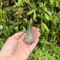 Tillandsia ionantha var. ionantha rozm. L - terrarium, dekoracja wnętrz